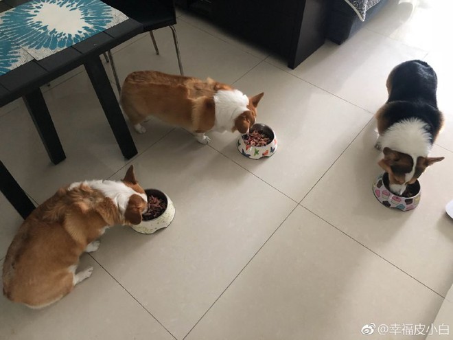 Truy tìm danh tính hai chú chó Corgi nổi tiếng MXH vì ngày nào cũng đánh nhau - Ảnh 1.