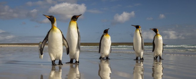 Vương quốc chim cánh cụt lớn nhất thế giới đã sụp đổ một cách bí ẩn mà khoa học vẫn không hiểu tại sao - Ảnh 2.