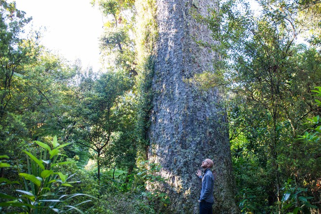 Người New Zealand có một phong tục cực hay và ý nghĩa để bảo vệ thiên nhiên - Ảnh 2.