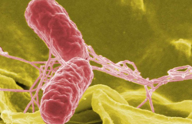 Tìm hiểu về Salmonella - hung thủ gây chứng ngộ độc kinh khủng nhất - Ảnh 1.