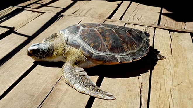 Hà Tĩnh: Thả rùa biển vô cùng quý hiếm về tự nhiên - Ảnh 1.