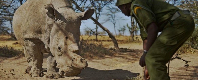 Thành quả đột phá này sẽ giúp loài tê giác trắng Bắc Phi thoát cảnh tuyệt chủng - Ảnh 5.