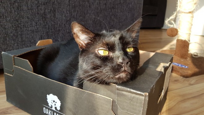 Đâu chỉ nước ta nóng trên 40 độ, thế giới cũng ghi nhận những đợt nắng nóng tới mức chảy lốp xe, chín cả trứng - Ảnh 4.