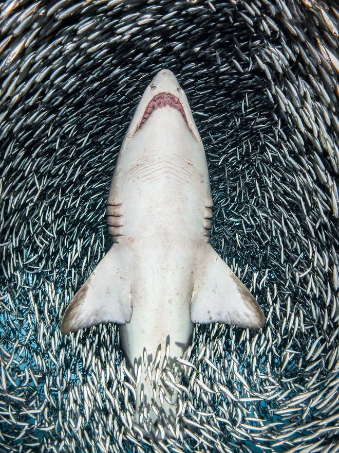 Những hình ảnh dưới nước đẹp đến nghẹt thở trong cuộc thi Underwater Photographer Of The Year 2018 - Ảnh 1.