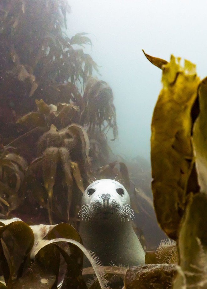 Những hình ảnh dưới nước đẹp đến nghẹt thở trong cuộc thi Underwater Photographer Of The Year 2018 - Ảnh 3.