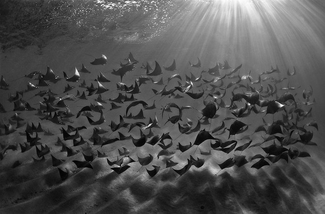 Những hình ảnh dưới nước đẹp đến nghẹt thở trong cuộc thi Underwater Photographer Of The Year 2018 - Ảnh 5.