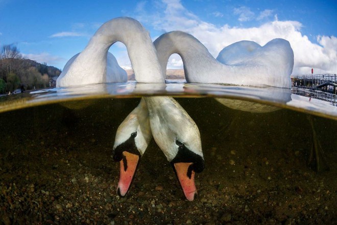 Những hình ảnh dưới nước đẹp đến nghẹt thở trong cuộc thi Underwater Photographer Of The Year 2018 - Ảnh 9.