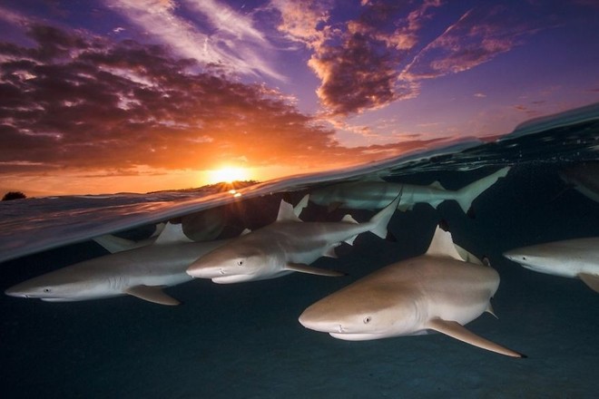 Những hình ảnh dưới nước đẹp đến nghẹt thở trong cuộc thi Underwater Photographer Of The Year 2018 - Ảnh 11.