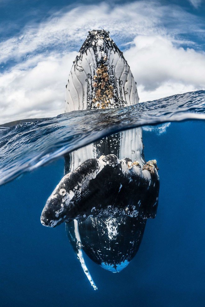 Những hình ảnh dưới nước đẹp đến nghẹt thở trong cuộc thi Underwater Photographer Of The Year 2018 - Ảnh 13.