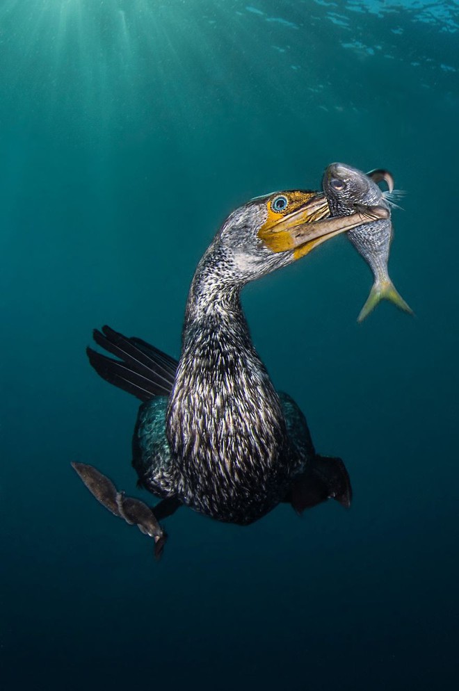 Những hình ảnh dưới nước đẹp đến nghẹt thở trong cuộc thi Underwater Photographer Of The Year 2018 - Ảnh 21.