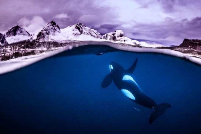 Những hình ảnh dưới nước đẹp đến nghẹt thở trong cuộc thi Underwater Photographer Of The Year 2018 - Ảnh 25.