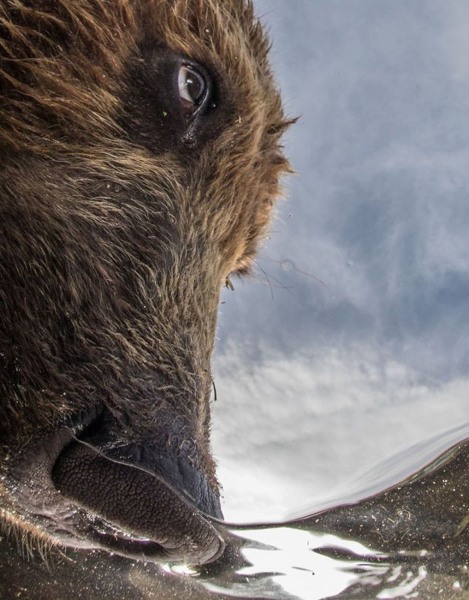 Những hình ảnh dưới nước đẹp đến nghẹt thở trong cuộc thi Underwater Photographer Of The Year 2018 - Ảnh 31.