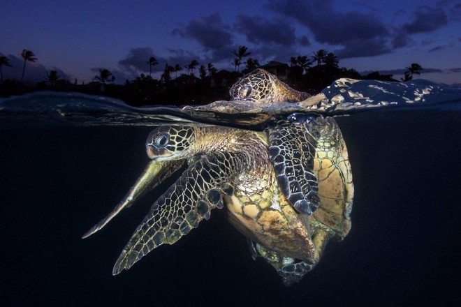 Những hình ảnh dưới nước đẹp đến nghẹt thở trong cuộc thi Underwater Photographer Of The Year 2018 - Ảnh 39.