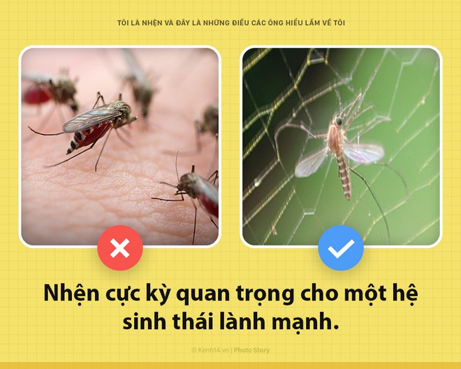 Hello! Tôi là nhện, nhưng tôi có làm gì mấy ông đâu mà bị ghét thế nhỉ? - Ảnh 1.