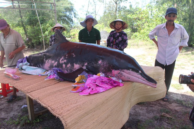 Cá voi nặng khoảng 200 kg trôi dạt vào bờ biển Quảng Nam - Ảnh 2.