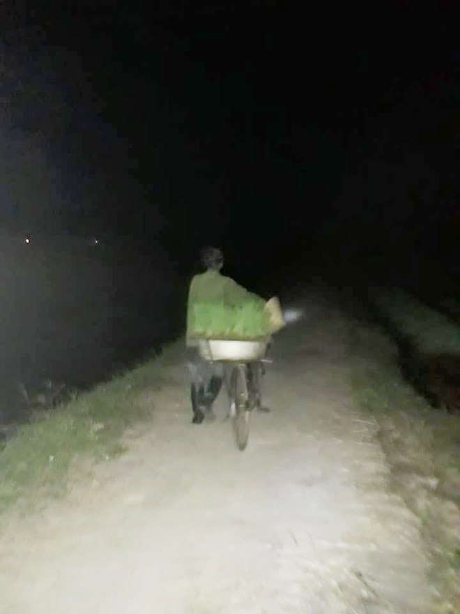 Nh&igrave;n cảnh c&aacute;c mẹ lọ mọ rọi đ&egrave;n đi cấy giữa đ&ecirc;m tr&aacute;nh c&aacute;i n&oacute;ng 40 độ n&agrave;y mới biết những b&aacute;c n&ocirc;ng d&acirc;n vất vả thế n&agrave;o - Ảnh 2.