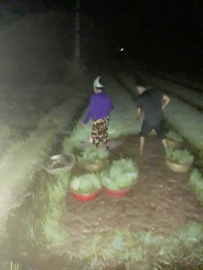 Nh&igrave;n cảnh c&aacute;c mẹ lọ mọ rọi đ&egrave;n đi cấy giữa đ&ecirc;m tr&aacute;nh c&aacute;i n&oacute;ng 40 độ n&agrave;y mới biết những b&aacute;c n&ocirc;ng d&acirc;n vất vả thế n&agrave;o - Ảnh 3.