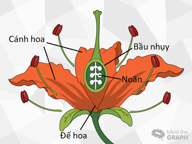 Có một hiểu lầm rất lớn về quả dâu tây mà gần như tất cả chúng ta đều không hề hay biết - Ảnh 2.