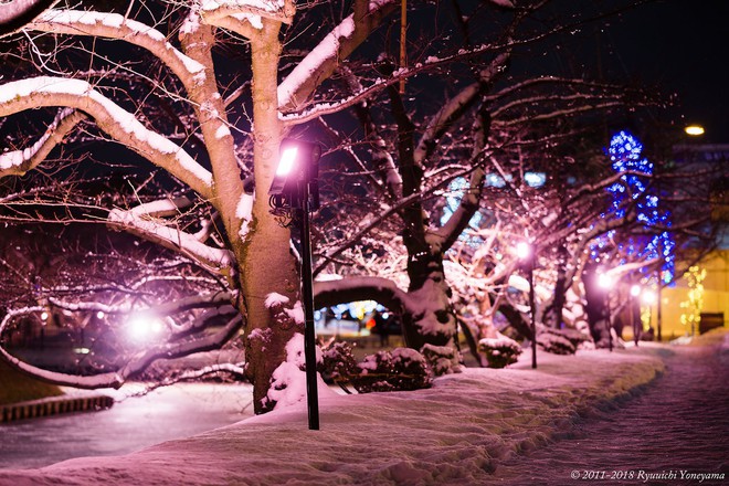 Người dân Nhật ngỡ ngàng chiêm ngưỡng những bông hoa anh đào băng tuyết trong thời tiết lạnh giá kéo dài - Ảnh 4.