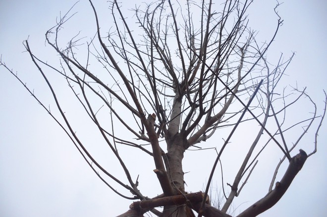 Ch&ugrave;m ảnh: Tận thấy h&agrave;ng trăm c&acirc;y phong l&aacute; đỏ mới được trồng tr&ecirc;n phố Trần Duy Hưng ở H&agrave; Nội - Ảnh 5.