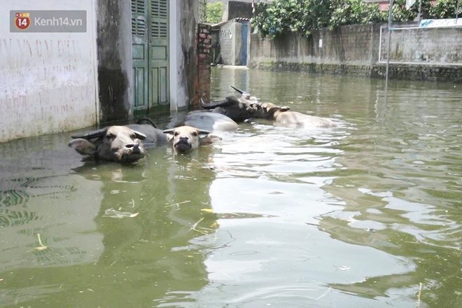 Những ngày lênh đênh ở Chương Mỹ: Trâu bò lặn ngụp, vịt trèo lên những mái nhà khi nước dâng đến tận nóc - Ảnh 4.