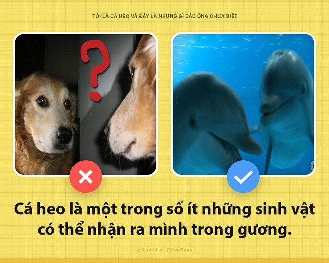 Xin chào! Là cá heo đây và các ông đừng bao giờ nghĩ mình đã hiểu hết về tôi - Ảnh 2.