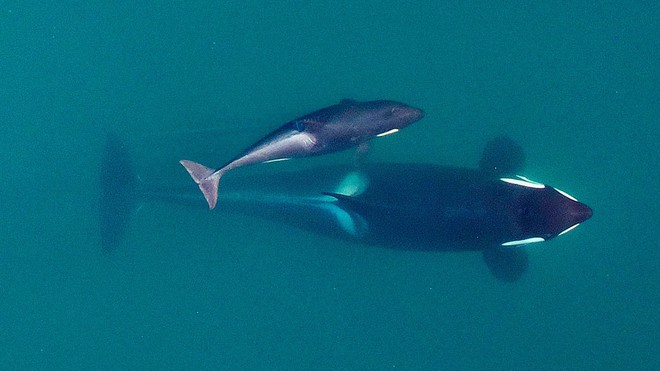 Cá voi sát thủ ôm xác con đi khắp đại dương trong hơn nửa tháng trời, và khoa học đang hết sức lo lắng - Ảnh 4.
