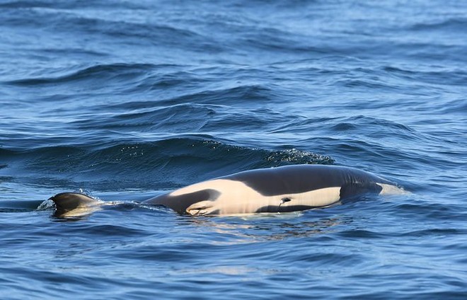 Bà mẹ cá voi sát thủ cuối cùng đã chịu buông bỏ xác con sau 17 ngày lênh đênh trên đại dương - Ảnh 4.