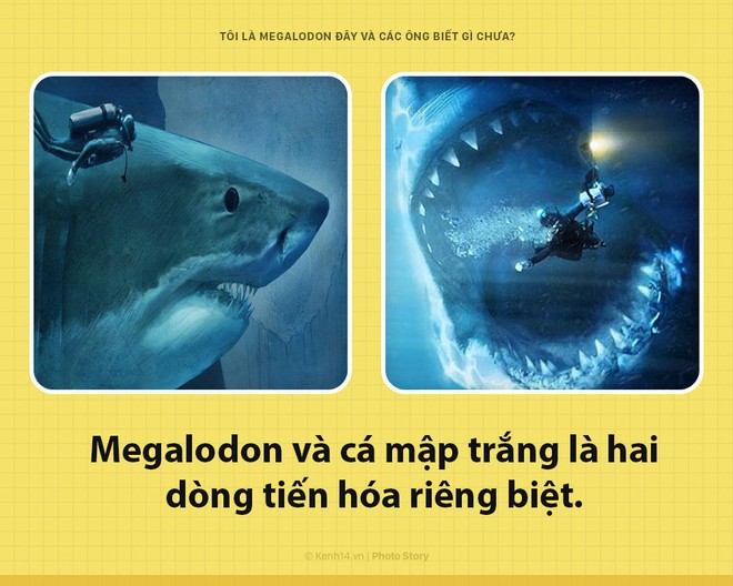 Xin chào! Tôi là Megalodon đây và không thước phim nào lột tả được hết sự khủng khiếp của tôi đâu - Ảnh 5.