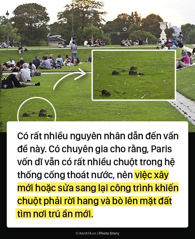 Kinh hoàng cơn bão chuột cống kéo đến khắp kinh đô ánh sáng Paris - Ảnh 5.