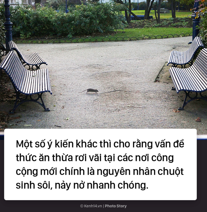 Kinh hoàng cơn bão chuột cống kéo đến khắp kinh đô ánh sáng Paris - Ảnh 7.