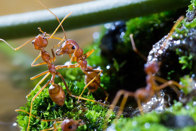 Nếu có ai bảo bạn lười, hãy kể cho họ nghe câu chuyện của loài kiến lửa - Ảnh 2.