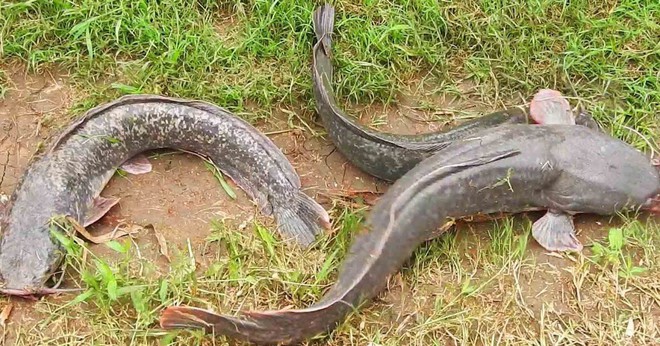 Tung tăng dưới nước, nhưng những loài cá này còn là sát thủ cực nguy hiểm trên cạn - Ảnh 6.