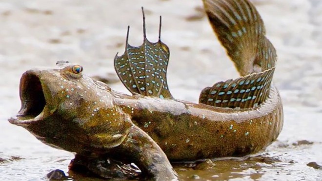 Tung tăng dưới nước, nhưng những loài cá này còn là sát thủ cực nguy hiểm trên cạn - Ảnh 7.