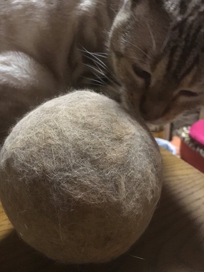 Nuôi mèo nhiều năm tiện tay gom lông rụng, các sen trên MXH cùng khoe những trái bóng lông khổng lồ to tới khó tin - Ảnh 5.