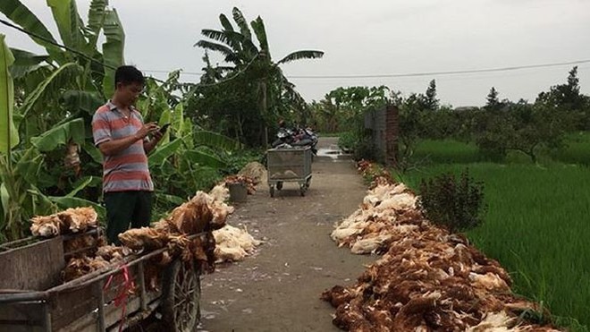 Hơn nghìn con gà bị chết ngạt do sự cố điện - Ảnh 2.