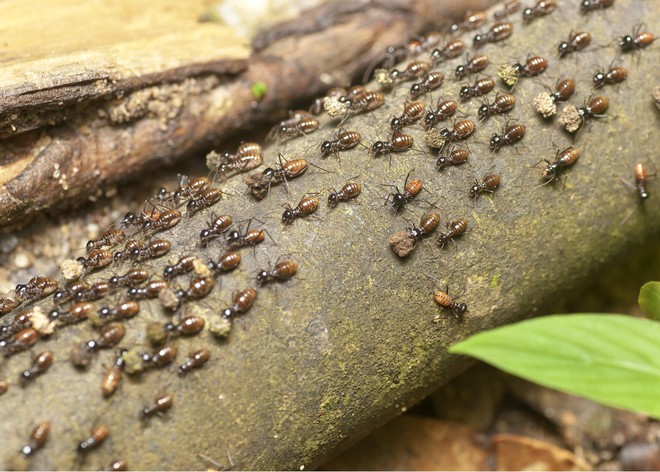 Đây chính là loài côn trùng sâu bọ đang xâm chiếm các thành phố lớn của nước Mỹ - Ảnh 3.