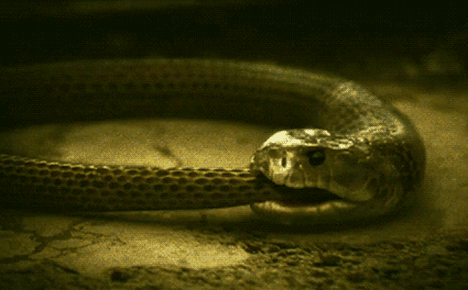 Hãy chiêm ngưỡng vẻ đẹp mạnh mẽ của con rắn trong hình ảnh này. Với các đường nét cuốn hút và bản chất bí ẩn, chắc chắn bạn sẽ không thể rời mắt khỏi chúng.