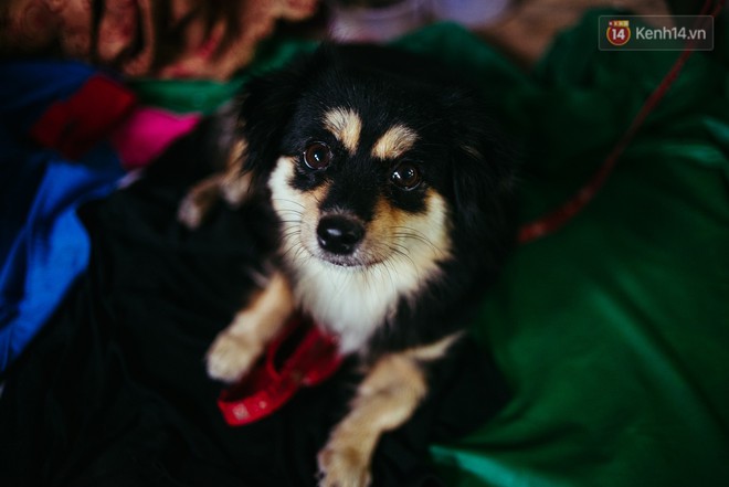 Chuyện anh nh&acirc;n vi&ecirc;n mồ c&ocirc;i cưu mang &ocirc;ng l&atilde;o ve chai v&agrave; ch&uacute; ch&oacute; nhỏ: Anh xem ch&uacute; như ba, v&igrave; anh cũng chỉ c&oacute; một m&igrave;nh ở đất S&agrave;i G&ograve;n n&agrave;y - Ảnh 4.