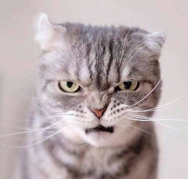 Boss mèo bỗng nổi tiếng MXH vì gương mặt cau có khó ở chẳng ai bằng - Ảnh 7.