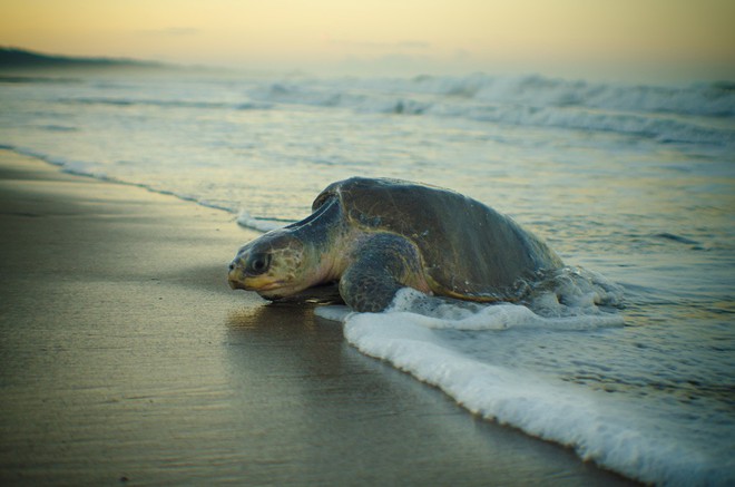 Hơn 100 xác rùa biển dạt vào bờ một cách bí ẩn mà giới khoa học không hiểu tại sao - Ảnh 1.