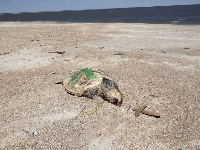 Hơn 100 xác rùa biển dạt vào bờ một cách bí ẩn mà giới khoa học không hiểu tại sao - Ảnh 3.