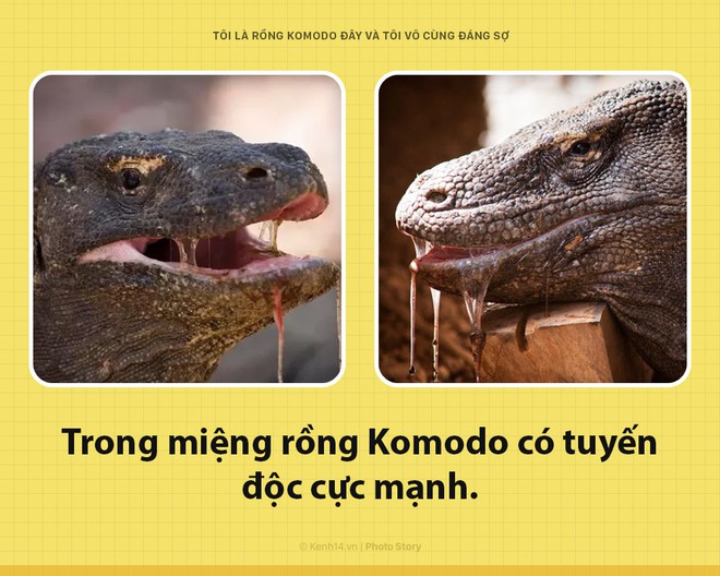 Xin chào! Tôi là rồng Komodo đây, và tôi là một con quái vật đáng sợ hơn các ông tưởng rất nhiều đấy - Ảnh 2.