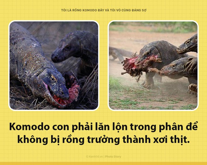 Xin chào! Tôi là rồng Komodo đây, và tôi là một con quái vật đáng sợ hơn các ông tưởng rất nhiều đấy - Ảnh 3.