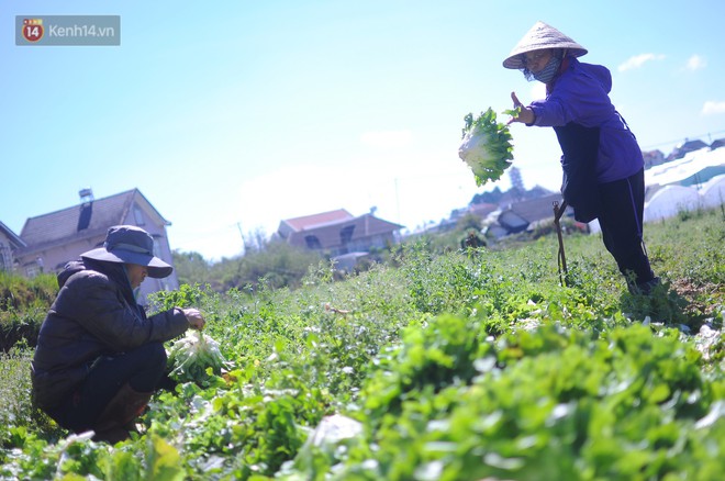 Nông dân khốn khổ vì nông sản Trung Quốc nhái hàng Đà Lạt: 3 tháng trồng khoai không bán được đồng nào, chỉ biết khóc... - Ảnh 3.