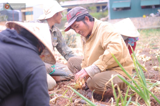 Nông dân khốn khổ vì nông sản Trung Quốc nhái hàng Đà Lạt: 3 tháng trồng khoai không bán được đồng nào, chỉ biết khóc... - Ảnh 4.