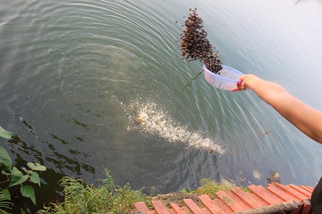 Ảnh: Rùa bị đục lỗ trên mai để trói buộc, bày bán nhằm phục vụ nhu cầu người dân mua phóng sinh mùa Vu Lan - Ảnh 10.