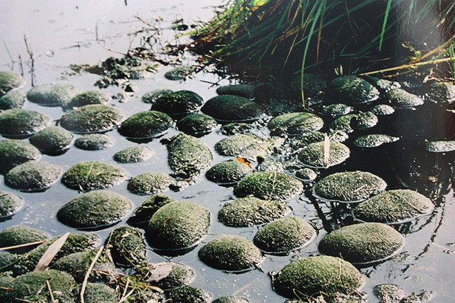 Những quả b&oacute;ng r&ecirc;u Marimo - linh vật của người Nhật c&oacute; một vũ điệu rất đặc biệt m&agrave; đến giờ khoa học mới hiểu tại sao - Ảnh 4.