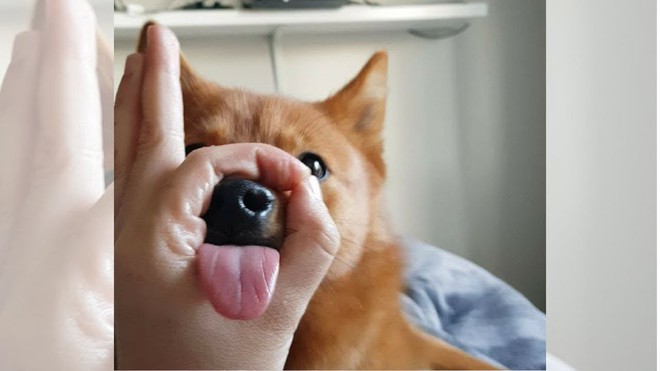 Thử th&aacute;ch chiếc mũi: Tr&ograve; mới cực y&ecirc;u d&agrave;nh ri&ecirc;ng cho hội nu&ocirc;i th&uacute; cưng đ&acirc;y!  - Ảnh 3.