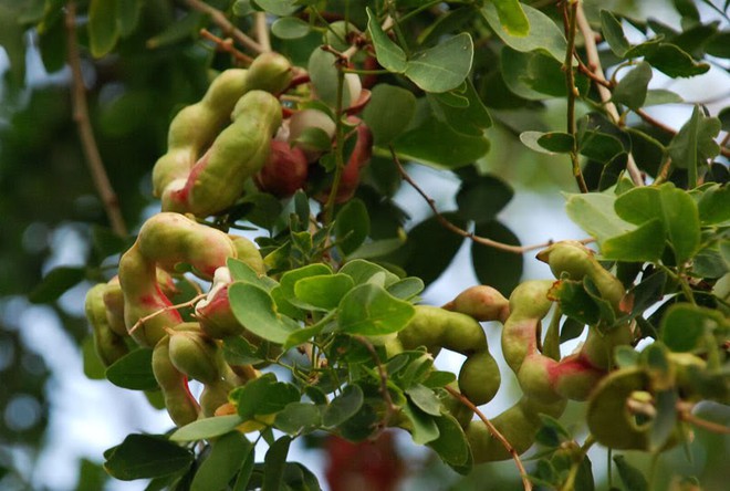 Mấy ai c&ograve;n nhớ loại quả dại ở v&ugrave;ng qu&ecirc; ng&ograve;n ngọt b&ugrave;i b&ugrave;i m&agrave; lũ trẻ hay tranh nhau ăn? - Ảnh 2.